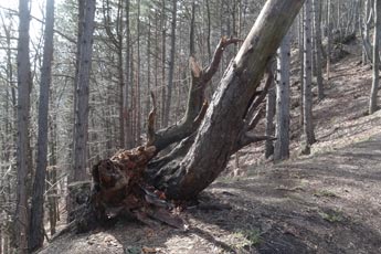 Turistická trasa k rozhľadni