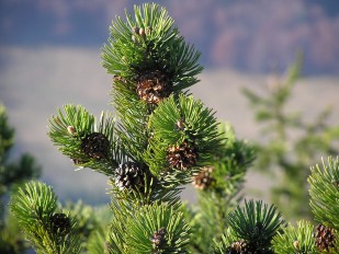 Túra Snilovské sedlo - Steny - Poludňový grúň